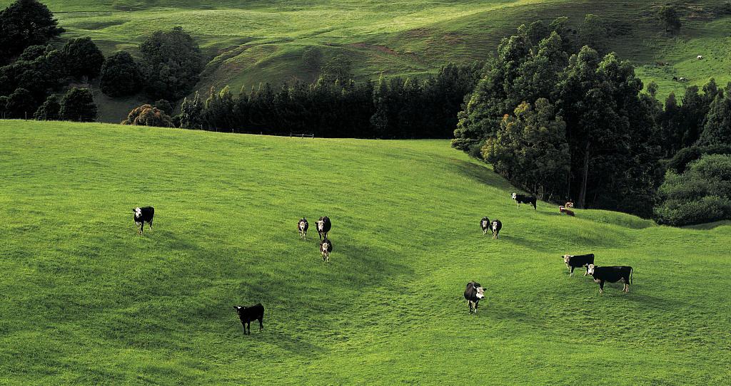 澳洲购买牧场如何申请贷款?(turf farm)